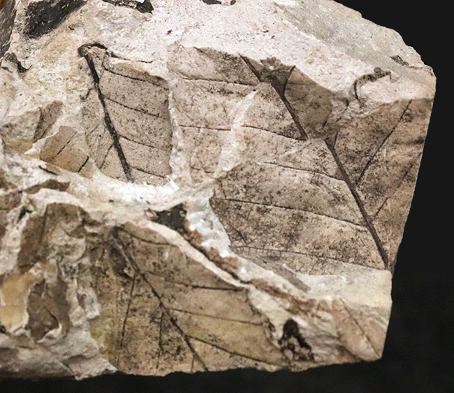 何枚もの葉が折り重なるように保存された、中新世に繁栄したムカシブナ（Fagus stuxbergii）の化石（その2）