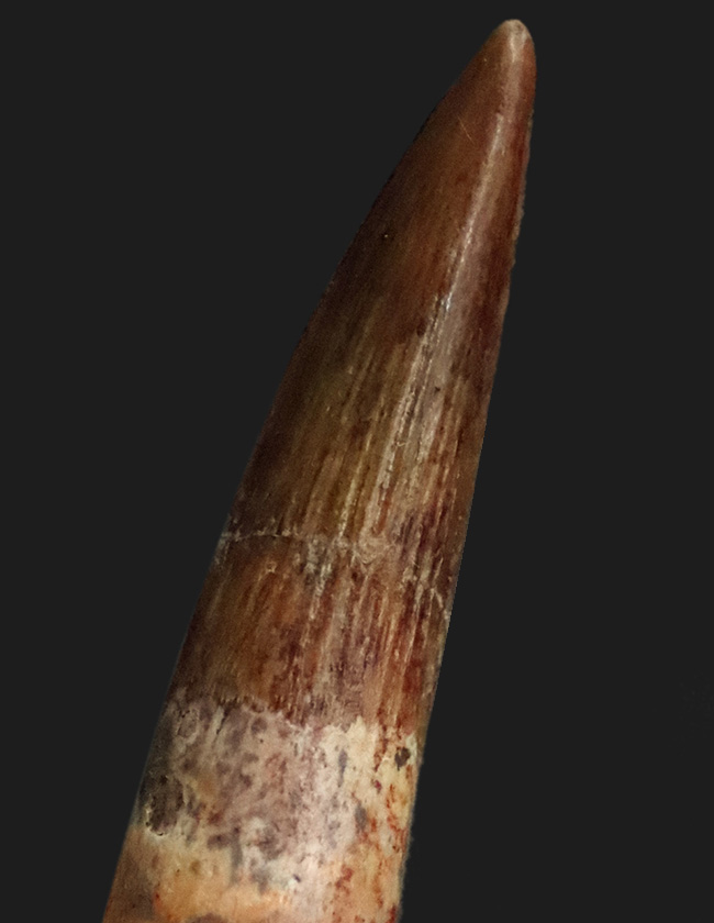 保存状態良好、スピノサウルス（Spinosaurus）の歯化石（その2）