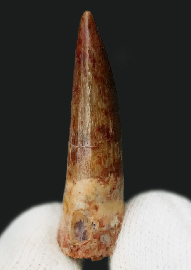 保存状態良好、スピノサウルス（Spinosaurus）の歯化石（その3）