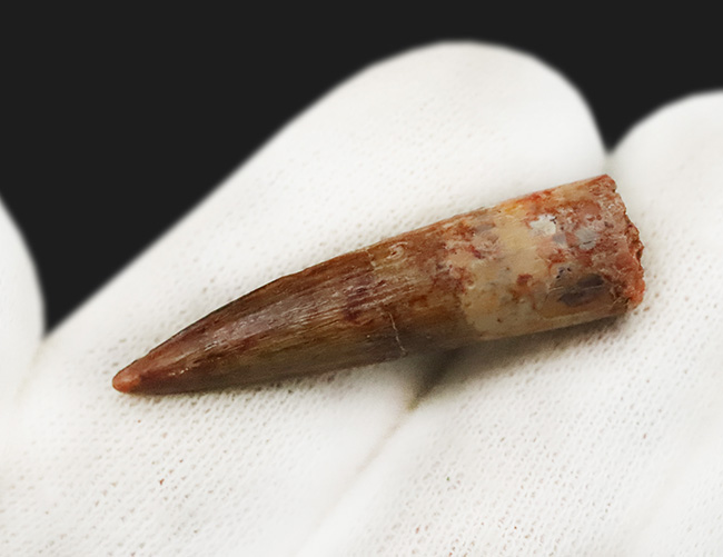 保存状態良好、スピノサウルス（Spinosaurus）の歯化石（その4）