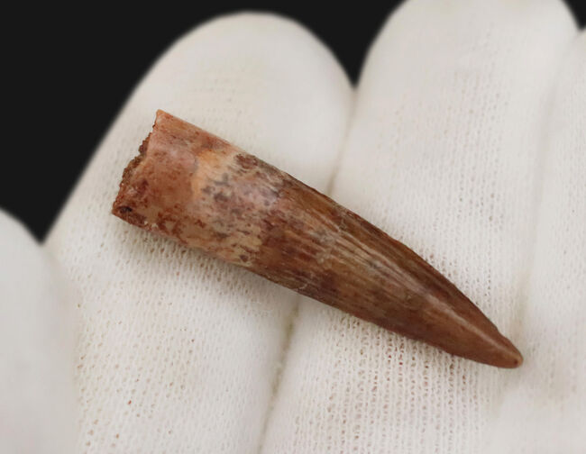 保存状態良好、スピノサウルス（Spinosaurus）の歯化石（その5）