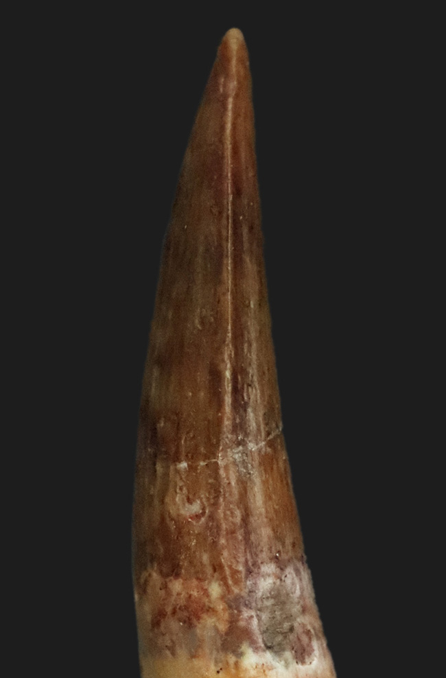 保存状態良好、スピノサウルス（Spinosaurus）の歯化石（その6）