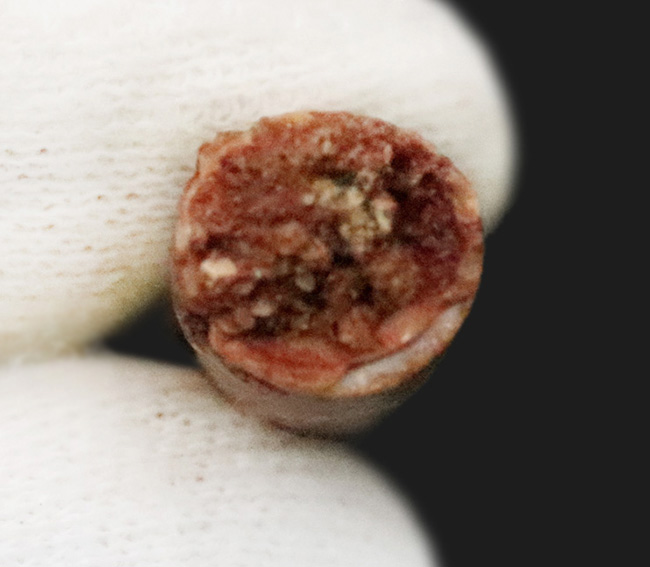 保存状態良好、スピノサウルス（Spinosaurus）の歯化石（その7）