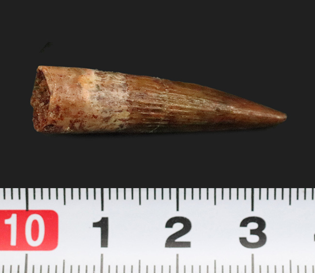 保存状態良好、スピノサウルス（Spinosaurus）の歯化石（その8）