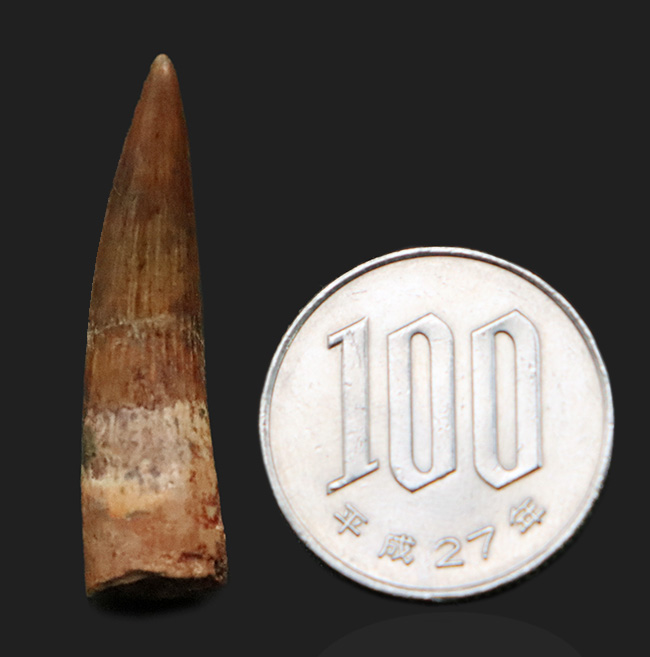 保存状態良好、スピノサウルス（Spinosaurus）の歯化石（その9）