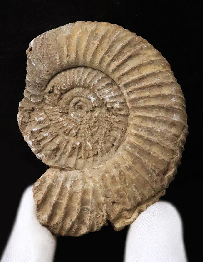 ちょっと珍しい、フランス産のペリスフィンクテス（Perisphinctes）……ジュラ紀を語る示準アンモナイトのひとつ（その1）