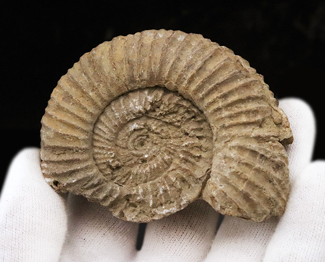 ちょっと珍しい、フランス産のペリスフィンクテス（Perisphinctes）……ジュラ紀を語る示準アンモナイトのひとつ（その2）