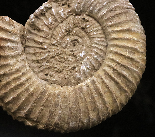 ちょっと珍しい、フランス産のペリスフィンクテス（Perisphinctes）……ジュラ紀を語る示準アンモナイトのひとつ（その3）