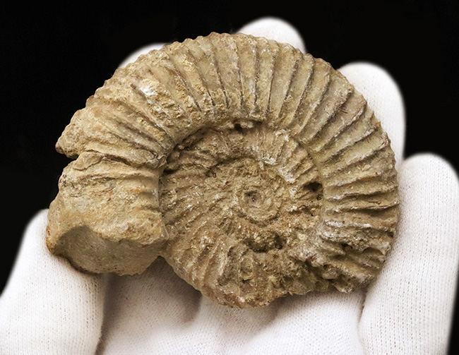 ちょっと珍しい、フランス産のペリスフィンクテス（Perisphinctes）……ジュラ紀を語る示準アンモナイトのひとつ（その4）
