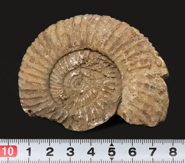 ちょっと珍しい、フランス産のペリスフィンクテス（Perisphinctes）……ジュラ紀を語る示準アンモナイトのひとつ（その6）