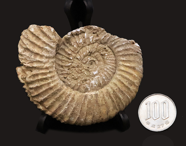ちょっと珍しい、フランス産のペリスフィンクテス（Perisphinctes）……ジュラ紀を語る示準アンモナイトのひとつ（その7）