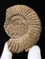 ちょっと珍しい、フランス産のペリスフィンクテス（Perisphinctes）……ジュラ紀を語る示準アンモナイトのひとつ