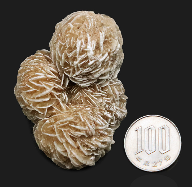 砂を抱き成長したロゼット結晶標本……流通量の少ない米国ニューメキシコ州産 砂漠のバラ（Desert Rose）（その7）