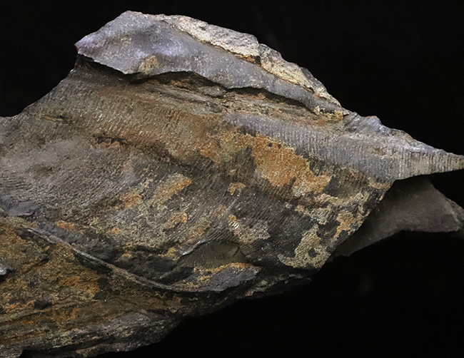24センチ超の大型母岩に葉片が重なる、群馬県産ジュラ紀ニルソニア（Nilssonia）植物化石（その1）
