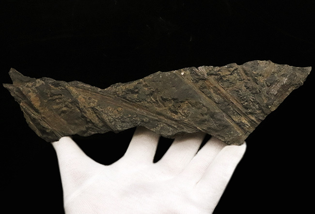 24センチ超の大型母岩に葉片が重なる、群馬県産ジュラ紀ニルソニア（Nilssonia）植物化石（その2）