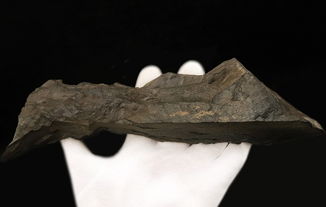 24センチ超の大型母岩に葉片が重なる、群馬県産ジュラ紀ニルソニア（Nilssonia）植物化石（その4）