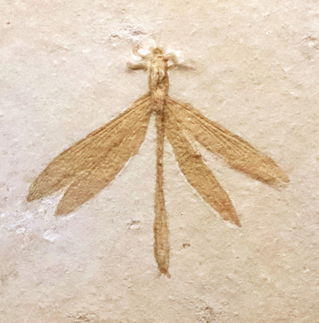 奇跡的な保存状態……入手困難、ベリーレア＆特大サイズ！世界的銘産地・ドイツ“ゾルンホーフェン”産トンボ（Dragonfly）化石……精緻な保存が際立つ完品標本（その1）