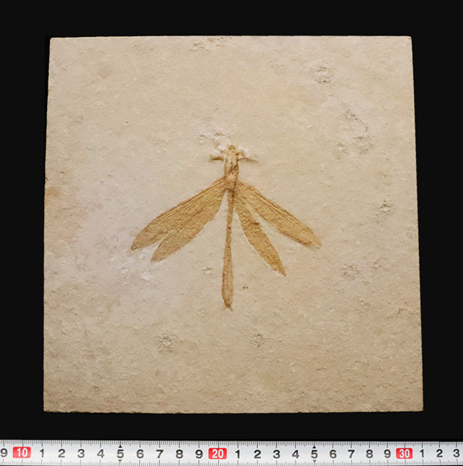 奇跡的な保存状態……入手困難、ベリーレア＆特大サイズ！世界的銘産地・ドイツ“ゾルンホーフェン”産トンボ（Dragonfly）化石……精緻な保存が際立つ完品標本（その10）