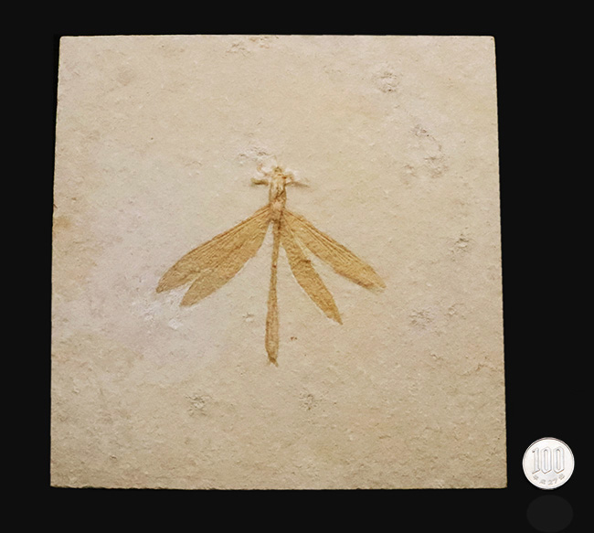 奇跡的な保存状態……入手困難、ベリーレア＆特大サイズ！世界的銘産地・ドイツ“ゾルンホーフェン”産トンボ（Dragonfly）化石……精緻な保存が際立つ完品標本（その11）