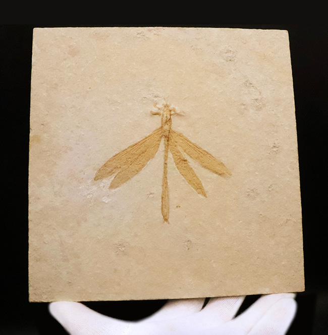 奇跡的な保存状態……入手困難、ベリーレア＆特大サイズ！世界的銘産地・ドイツ“ゾルンホーフェン”産トンボ（Dragonfly）化石……精緻な保存が際立つ完品標本（その2）