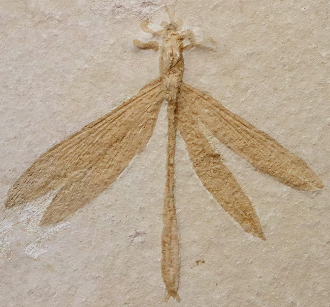 奇跡的な保存状態……入手困難、ベリーレア＆特大サイズ！世界的銘産地・ドイツ“ゾルンホーフェン”産トンボ（Dragonfly）化石……精緻な保存が際立つ完品標本（その3）