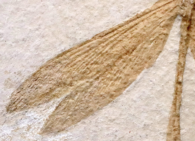 奇跡的な保存状態……入手困難、ベリーレア＆特大サイズ！世界的銘産地・ドイツ“ゾルンホーフェン”産トンボ（Dragonfly）化石……精緻な保存が際立つ完品標本（その4）