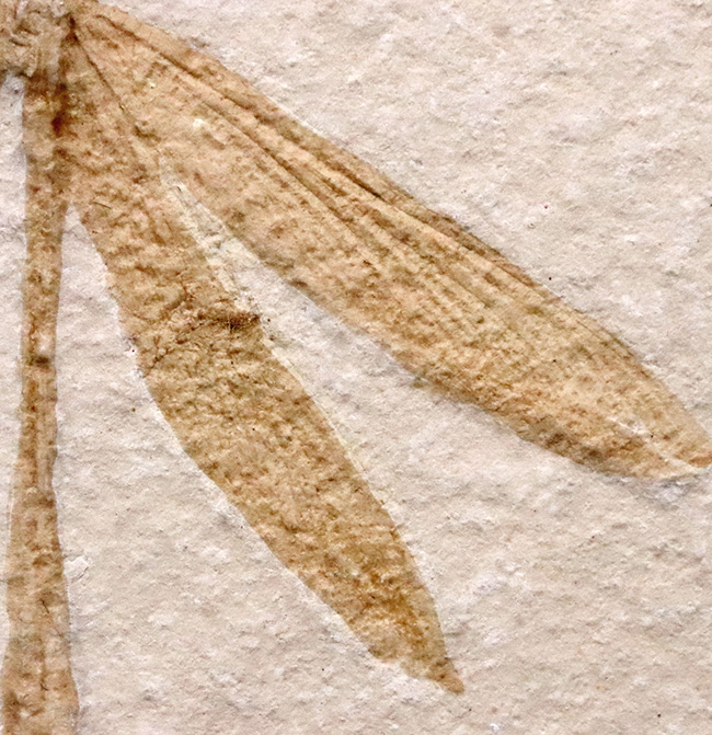 奇跡的な保存状態……入手困難、ベリーレア＆特大サイズ！世界的銘産地・ドイツ“ゾルンホーフェン”産トンボ（Dragonfly）化石……精緻な保存が際立つ完品標本（その5）