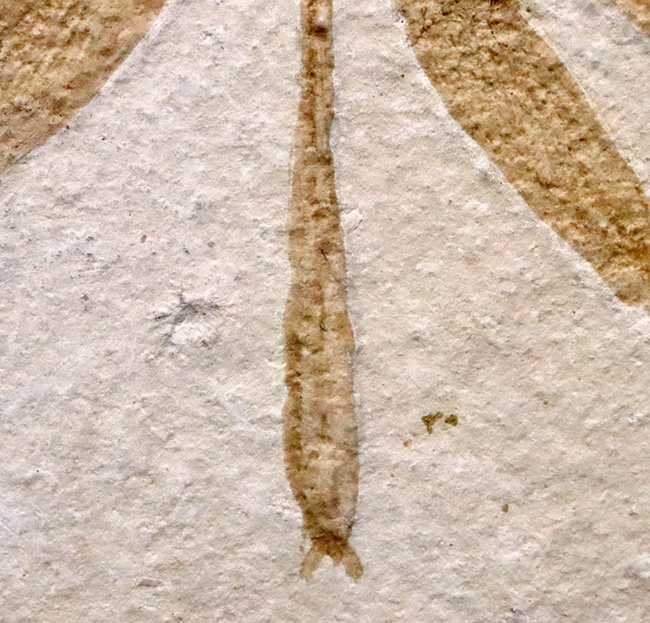 奇跡的な保存状態……入手困難、ベリーレア＆特大サイズ！世界的銘産地・ドイツ“ゾルンホーフェン”産トンボ（Dragonfly）化石……精緻な保存が際立つ完品標本（その6）