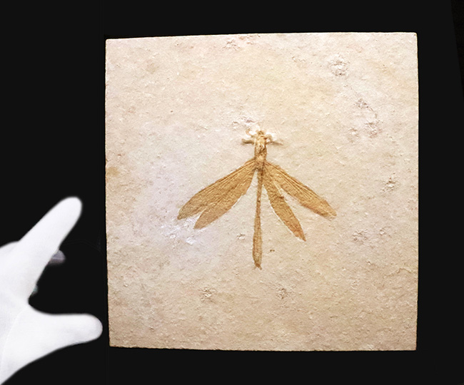 奇跡的な保存状態……入手困難、ベリーレア＆特大サイズ！世界的銘産地・ドイツ“ゾルンホーフェン”産トンボ（Dragonfly）化石……精緻な保存が際立つ完品標本（その7）