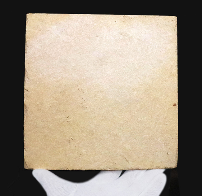 奇跡的な保存状態……入手困難、ベリーレア＆特大サイズ！世界的銘産地・ドイツ“ゾルンホーフェン”産トンボ（Dragonfly）化石……精緻な保存が際立つ完品標本（その8）