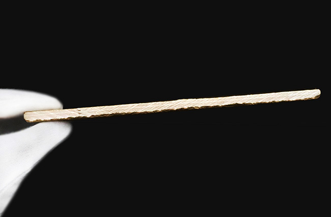 奇跡的な保存状態……入手困難、ベリーレア＆特大サイズ！世界的銘産地・ドイツ“ゾルンホーフェン”産トンボ（Dragonfly）化石……精緻な保存が際立つ完品標本（その9）