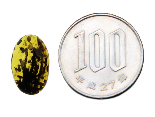 「虎柄」のように見える、個性的なパターンにご注目！豊富な内包物に彩られたミャンマー産琥珀、バーマイト（Burmite）（その10）