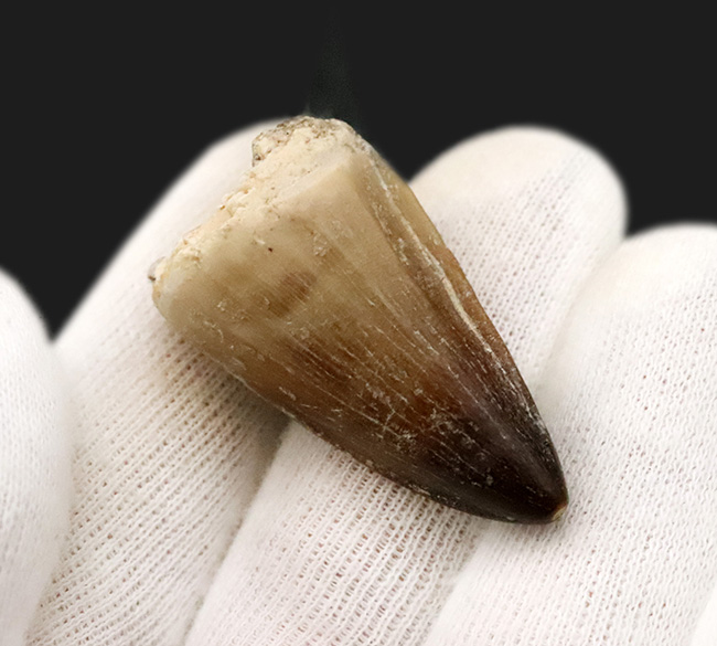 化石まとめ売り メガロドンの歯 モササウルスの歯 獣脚類の歯欠片 他 化石まとめ売り メガロドンの歯 モササウルスの歯 獣脚類の歯欠片 他