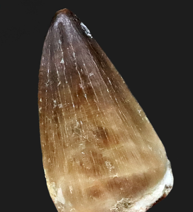 エナメル質良好・分厚いミドルセクションが魅力 迫力のモササウルス