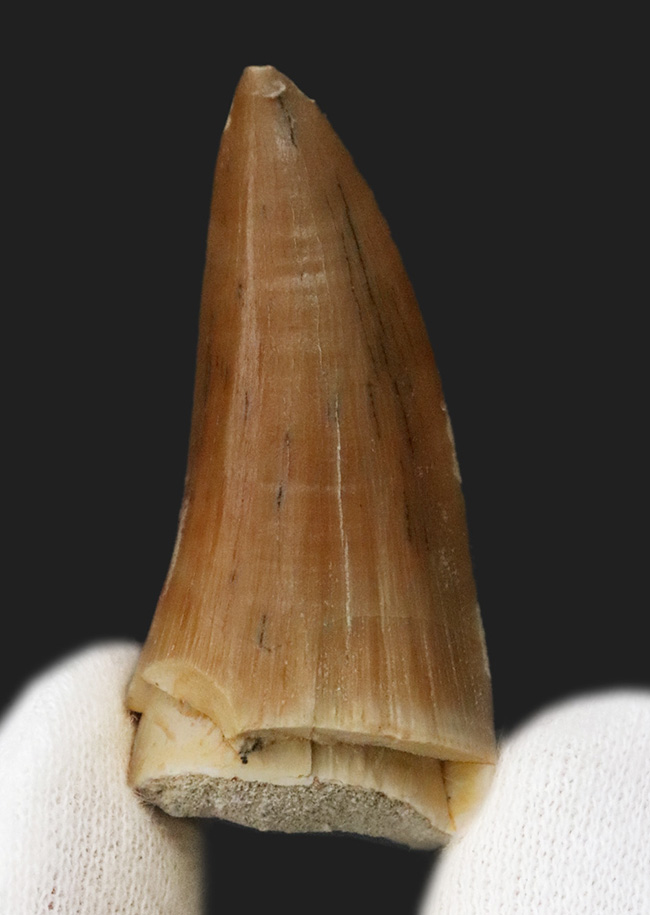 ジェムのような保存状態を維持した、極めて美しい、モササウルス（Mosasaurus）の歯化石（その1）