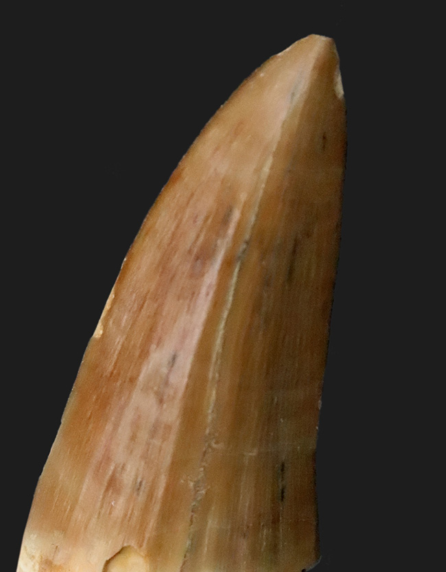 ジェムのような保存状態を維持した、極めて美しい、モササウルス（Mosasaurus）の歯化石（その3）