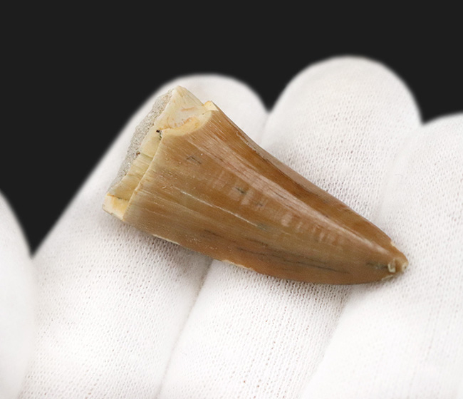 ジェムのような保存状態を維持した、極めて美しい、モササウルス（Mosasaurus）の歯化石（その4）