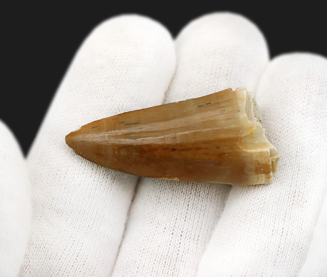 ジェムのような保存状態を維持した、極めて美しい、モササウルス（Mosasaurus）の歯化石（その5）