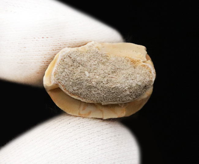 ジェムのような保存状態を維持した、極めて美しい、モササウルス（Mosasaurus）の歯化石（その6）