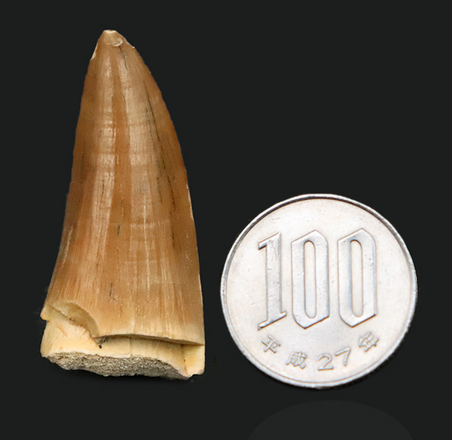 ジェムのような保存状態を維持した、極めて美しい、モササウルス（Mosasaurus）の歯化石（その8）