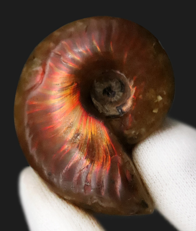 両面光り、遊色アンモナイトクレオニセラス（Cleoniceras）（その1）