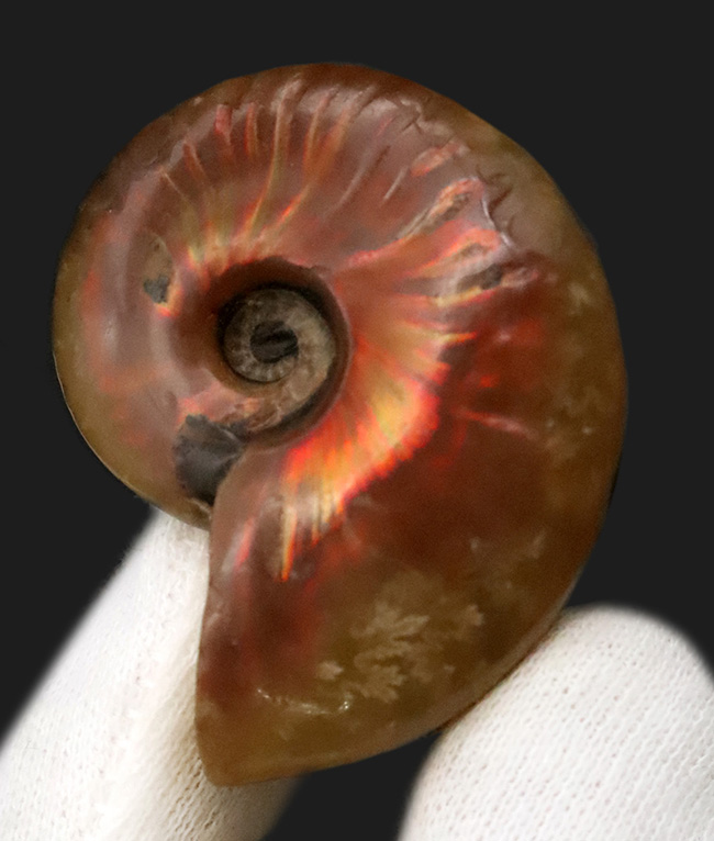 両面光り、遊色アンモナイトクレオニセラス（Cleoniceras）（その2）