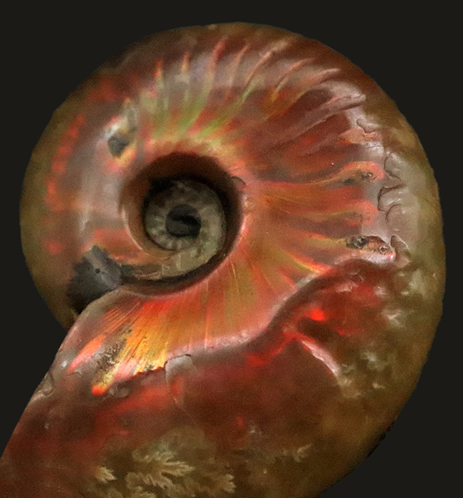 両面光り、遊色アンモナイトクレオニセラス（Cleoniceras）（その3）