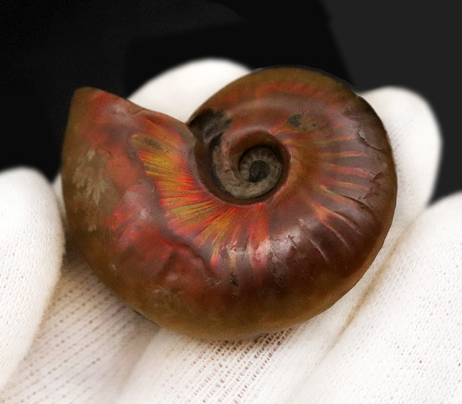 両面光り、遊色アンモナイトクレオニセラス（Cleoniceras）（その5）