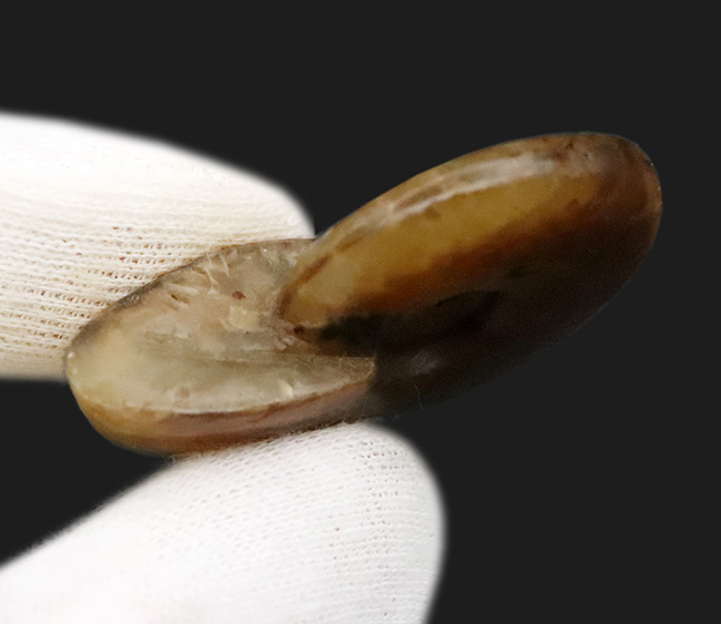 両面光り、遊色アンモナイトクレオニセラス（Cleoniceras）（その6）