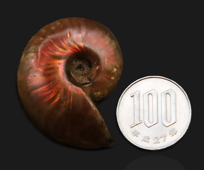 両面光り、遊色アンモナイトクレオニセラス（Cleoniceras）（その8）