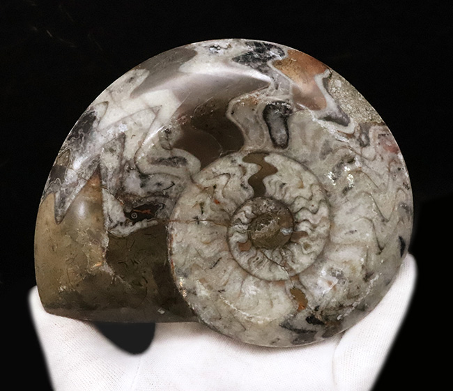 アンモナイトの祖先……美しいジグザグ縫合線をもつ典型的ゴニアタイト（Goniatite）の大判化石（その2）