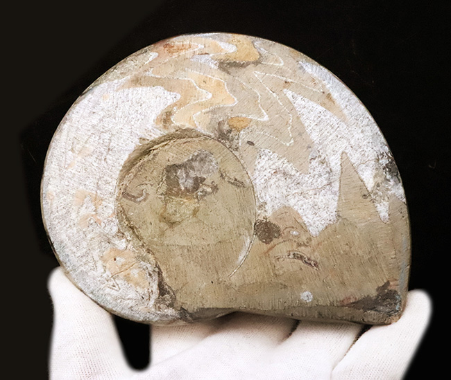 アンモナイトの祖先……美しいジグザグ縫合線をもつ典型的ゴニアタイト（Goniatite）の大判化石（その5）