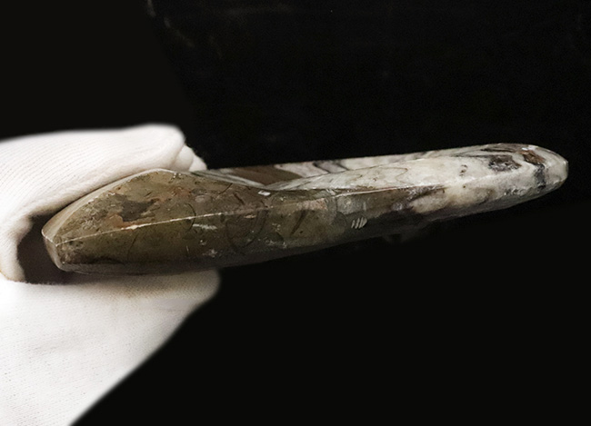 アンモナイトの祖先……美しいジグザグ縫合線をもつ典型的ゴニアタイト（Goniatite）の大判化石（その6）