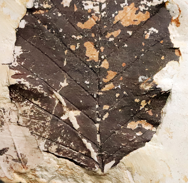岩手県雫石町産｜本体が炭化し黒く残った、保存状態の極めて良い木の葉の化石（その3）
